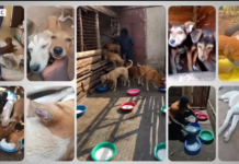 UGANDA: Dog Shelters Being Used To Scam Donors